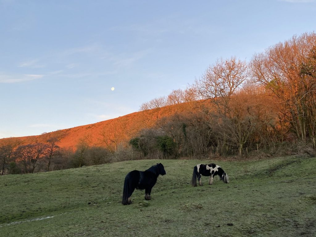 Horses-1